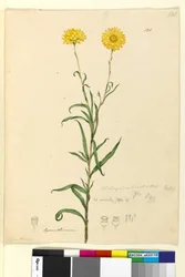 Sivu 121. Elichrysum bracteatum, n. 1803-06 (wc, kynä, muste ja kynä)