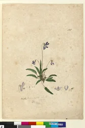 Sivu 128. Viola betonicifolia, n. 1803-06 (wc, kynä, muste ja kynä)