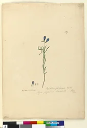 Sivu 129. Ionidium filiforme, c.1803-06 (wc, kynä, muste ja kynä)
