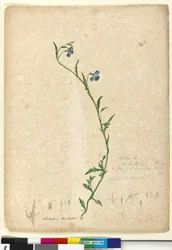 Sivu 130. Lobelia hostataLobelia gracilis, n.1803-06 (wc, kynä, muste ja kynä)