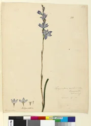 Sivu 133. Thelymitra ixioides, n. 1803-06 (wc, kynä, muste ja kynä)