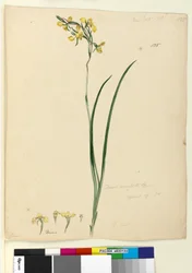 Sivu 135. Diuris maculata, n. 1803-06 (wc, kynä, muste ja kynä)