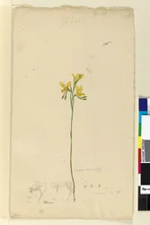 Sivu 136. Diuris aurea, n. 1803-06 (wc, kynä, muste ja kynä)