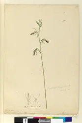 Sivu 137. Cryptostylis longifolia, n. 1803-06 (wc, kynä, muste ja kynä)