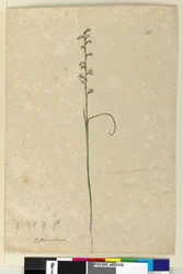 Sivu 138. Prasophyllum patens, n. 1803-06 (wc, kynä, muste ja kynä)