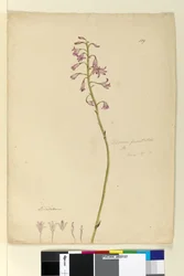 Sivu 139. Dipodium punctatum, c.1803-06 (wc, kynä, muste ja kynä)