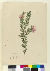 Sivu 13. Grevillea punicea, n. 1803-06 (wc, kynä, muste ja kynä)