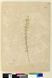 Sivu 148. Acacia aciculares, n. 1803-06 (akvarelli, kynä, muste ja kynä)