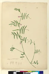 Sivu 150. Lathyrus, n. 1803-06 (wc, kynä, muste ja kynä)