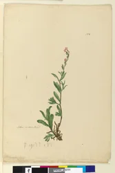 Sivu 154. Silene naturalisoitu, n.1803-06 (wc, kynä, muste ja kynä)