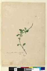 Sivu 156. Amaranthus Blitum, n. 1803-06 (wc, kynä, muste ja kynä)