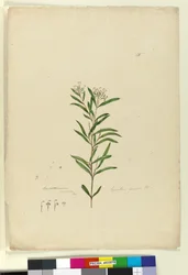 Sivu 15. Grevillea sericea, n. 1803-06 (wc, kynä, muste ja kynä)