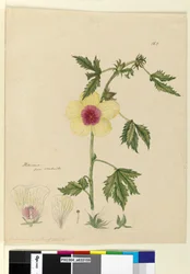 Sivu 163. Hibiscus, n. 1803-06 (wc, kynä, muste ja kynä)