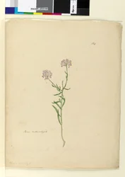 Sivu 164. Iberis naturalized, n.1803-06 (wc, kynä, muste ja kynä)