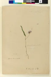 Sivu 166. Kennedia monophyllaHardenbergia violacea, n. 1803-06 (wc, kynä, muste ja kynä)