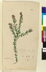 Sivu 168. Eriostemon buxifolium, n. 1803-06 (wc, kynä, muste ja kynä)