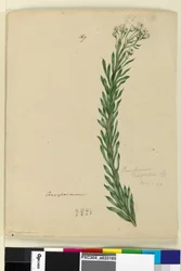 Sivu 169. Conospermum taxifolium, n. 1803-06 (wc, kynä, muste ja kynä)