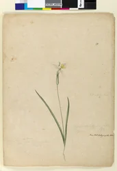 Sivu 170. Diplarrhena moraea, n. 1803-06 (wc, kynä, muste ja kynä)