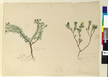 Sivu 179. Gompholobium; 180. Poranthera ericafolia, n. 1803-06 (wc, kynä, muste ja kynä)