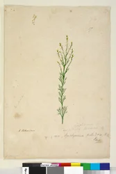 Sivu 17. Symphionema paludosum, n. 1803-06 (wc, kynä, muste ja kynä)