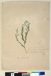 Sivu 182. Linum sp liittoutunut augustifoliumiin, n. 1803-1806 (wc, kynä, muste ja kynä)