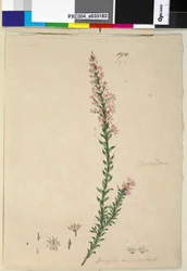 Sivu 190. Sprengelia incarnata, n. 1803-06 (wc, kynä, muste ja kynä)