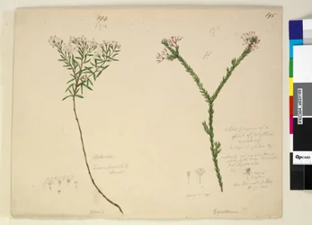 Sivu 194. Zieria lanceolata Zieria smithii; 195. Huono hahmo Calythrix-lajista..., n. 1803-06 (wc, kynä, muste ja kynä)