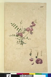 Sivu 205. Swainsona, n. 1803-06 (wc, kynä, muste ja kynä)