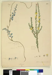 Sivu 209. Comesperma volubile; 210. Hibbertia fasciculata, noin 1803-06 (wc, kynä, muste ja lyijykynä).