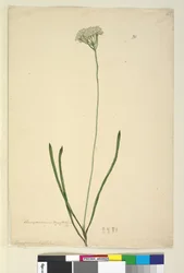 Sivu 20. Conospermum longifolium, n. 1803-06 (wc, kynä, muste ja kynä)