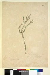 Sivu 213. EpacrideaeLeucopogon sp., n. 1803-06 (wc, kynä, muste ja kynä)