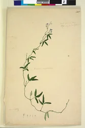 Sivu 218. Kennedia comptoniana Hardenbergia comptoniana, n. 1803-06 (wc, kynä, muste ja kynä)