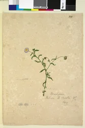 Sivu 220. Brachycome multifida, n. 1803-06 (wc, kynä, muste ja kynä)
