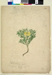 Sivu 224. Isopogon anemonifolius, n. 1803-06 (wc, kynä, muste ja kynä)
