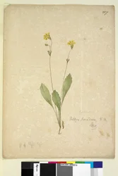 Sivu 227. Velleia paradoxa, n. 1803-06 (wc, kynä, muste ja kynä)