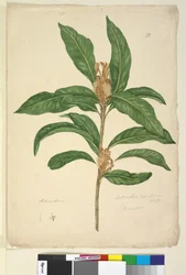 Sivu 22. Xylomelum pyriforme, c.1803-06 (wc, kynä, muste ja kynä)