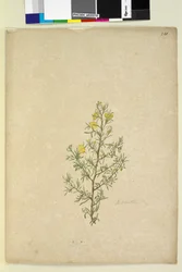 Sivu 231. Hibbertia sp, c.1803-06 (wc, kynä, muste ja kynä)