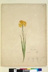 Sivu 232. Ixia lutea, n. 1803-06 (wc, kynä, muste ja kynä)
