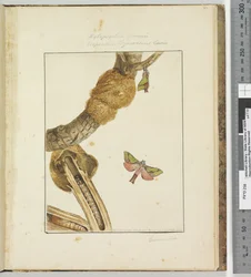 Sivu 23 Levy 6 Xylopsyche Lewinni Hepialus Ligniveren Lewin, 1803-04 (käsinväriset etsausprintit)