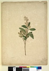Sivu 240. Pomaderris ligustrina, n. 1803-06 (wc, kynä, muste ja kynä)