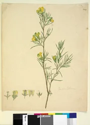 Sivu 244. Gompholobium, n. 1803-06 (wc, kynä, muste ja kynä)