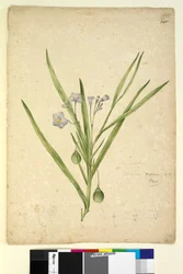 Sivu 245. Solanum vescum, c.1803-06 (wc, kynä, muste ja kynä)