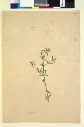 Sivu 252. Tuntematon kasvi, n. 1803-06 (wc, kynä, muste ja kynä)