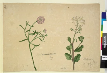 Sivu 253. Iberis umbellata; Hesperis sp., n. 1803-06 (wc, kynä, muste ja kynä)