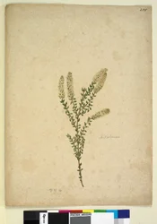 Sivu 255. Melaleuca, n. 1803-06 (wc, kynä, muste ja kynä)