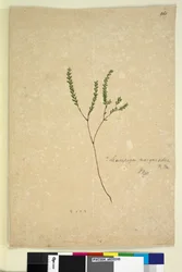 Sivu 260. Leucopogon margarodes, c.1803-06 (wc, kynä, muste ja kynä)