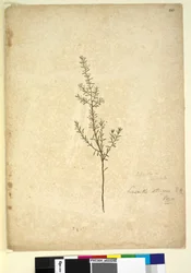 Sivu 261. Lissanthe strigosa, n. 1803-06 (wc, kynä, muste ja kynä)
