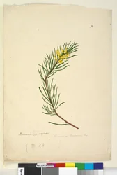 Sivu 26. Persoonia linearis, n. 1803-06 (wc, kynä, muste ja kynä)