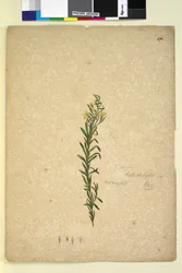 Sivu 272. Goodenia heterophylla, c.1803-06 (wc, kynä, muste ja kynä)