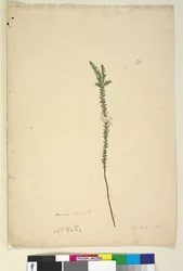 Sivu 28. Epacris sparsa, n. 1803-06 (wc, kynä, muste ja kynä)